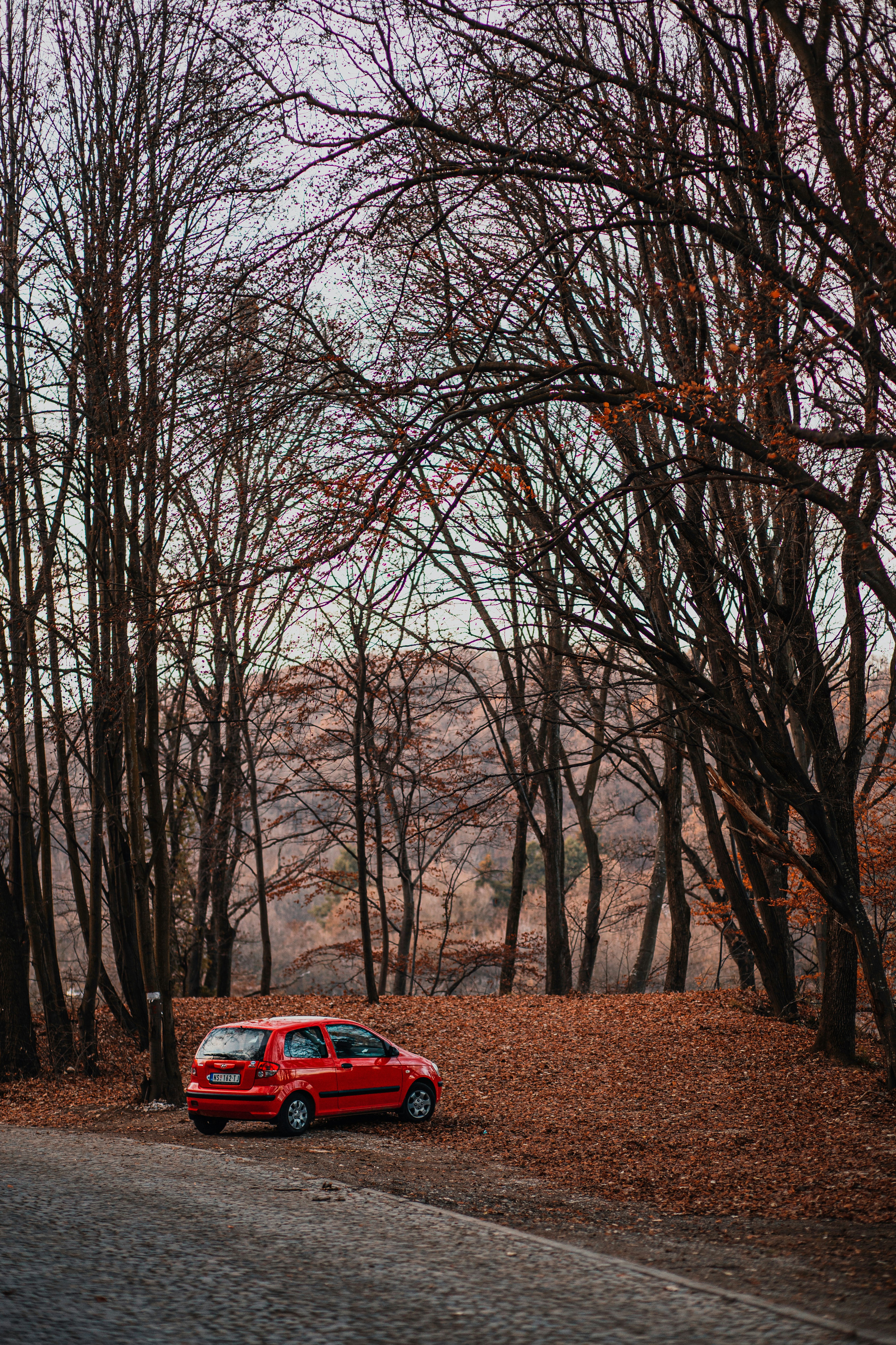 red car parked near bare trees during daytime